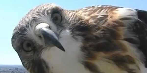 Ястреб разговаривает с погодной камерой (ВИДЕО)