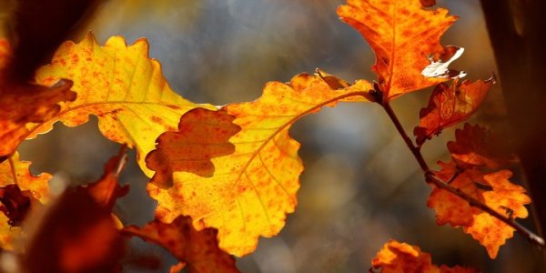 Глубокая осень пришла в Приморье с волной арктического холода