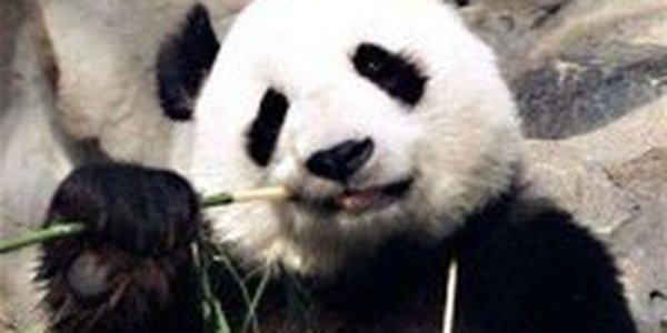 Имя для панды - вопрос на 100 дней