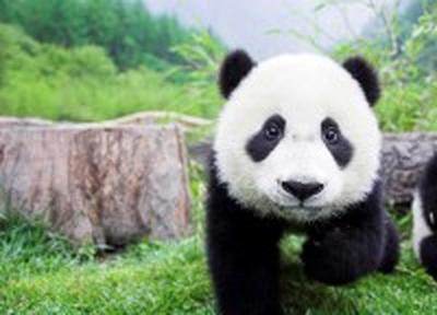 Имя для панды - вопрос на 100 дней