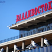 Владивосток: Есть ли жизнь на островах?