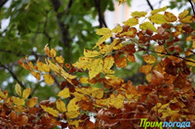 В Приморье продолжается золотая осень