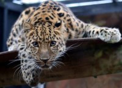В Кедровой Пади появился новый леопард