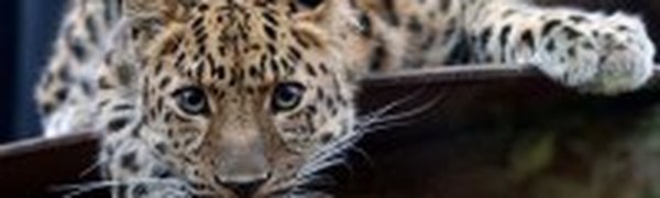 В Кедровой Пади появился новый леопард