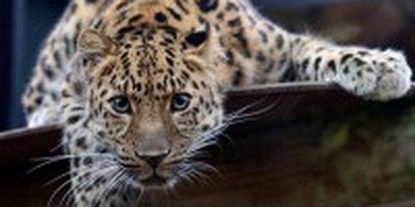 В Кедровой Пади появился новый леопард