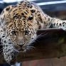 В Кедровой Пади появился новый леопард