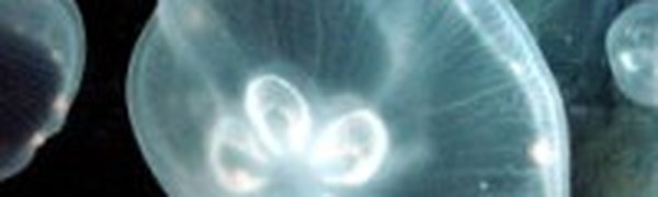 Испанские пляжи атаковали медузы