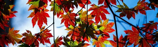 Приморье стало самой тёплой точкой на карте Дальнего Востока России