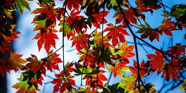 Приморье стало самой тёплой точкой на карте Дальнего Востока России