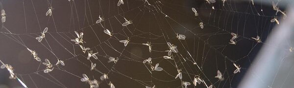 В Приморье пришла теплая, но дождливая погода