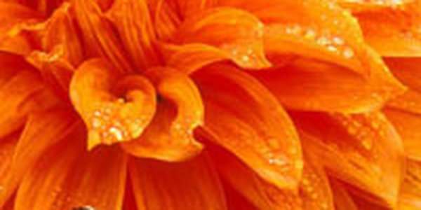 В Приморье уничтожили партию цветов