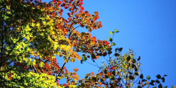 Настоящая осень пришла в Приморье