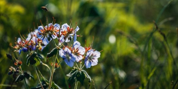 Климатический портрет июля в Приморье