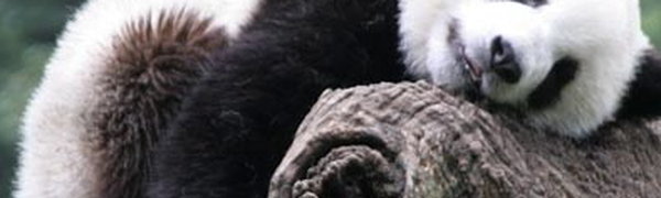 Япония заплатит Китаю полмиллиона долларов за смерть панды