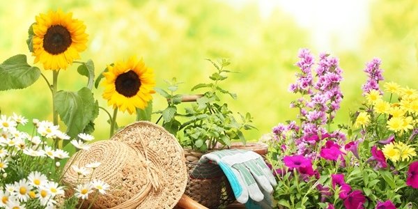 Дачники Владивостока могут получить до 40 тысяч рублей