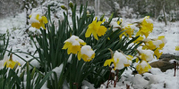 Снегопады в мае — обычное явление в России