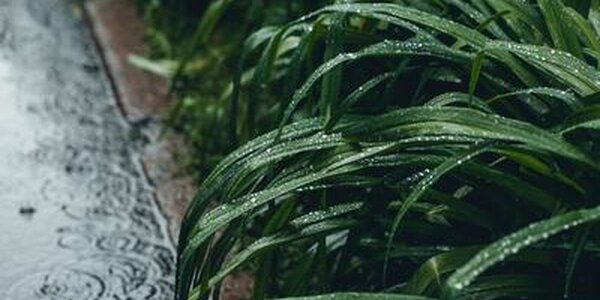 Дожди с грозами пройдут почти по всему Приморью в среду