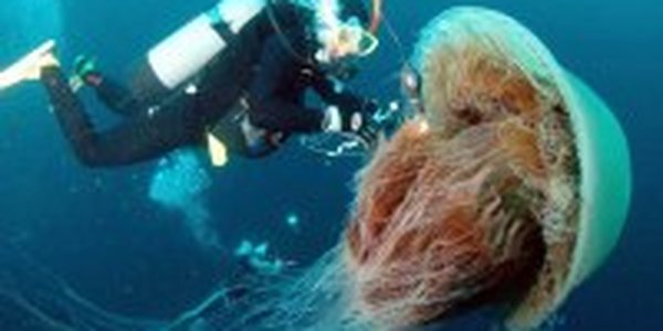 Японию атакуют медузы-гиганты