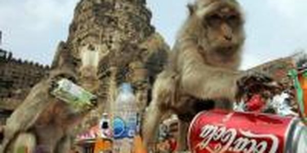 Тысячи макак пьют колу на развалинах храма