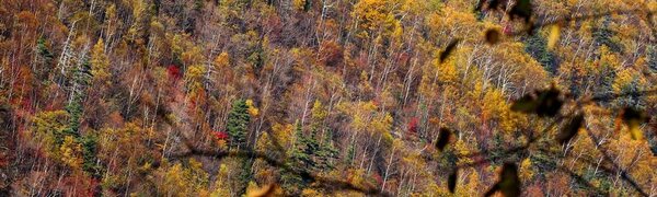 В Приморье высока вероятность возникновения лесных пожаров