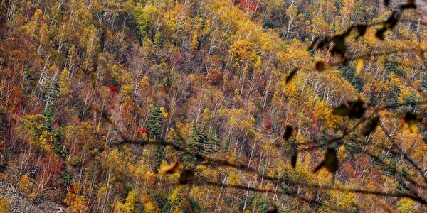 В Приморье высока вероятность возникновения лесных пожаров