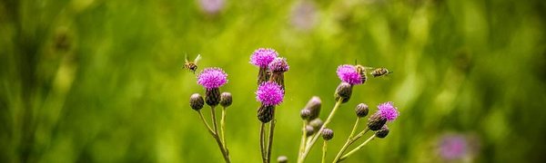 На следующей неделе на побережье Приморья вернутся туман и морось