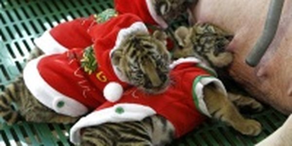 Таиланд: Тигрята в костюмах Санта-Клауса