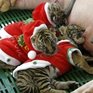Таиланд: Тигрята в костюмах Санта-Клауса