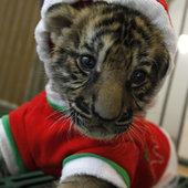 Таиланд: Тигрята в костюмах Санта-Клауса