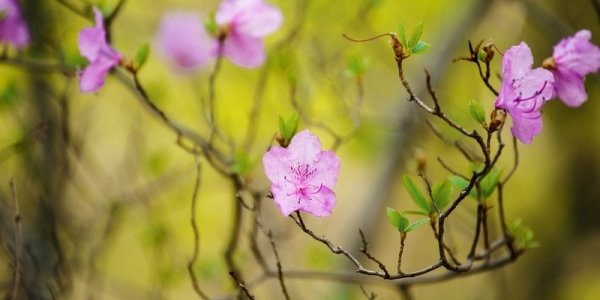 Волна тепла накроет Приморье