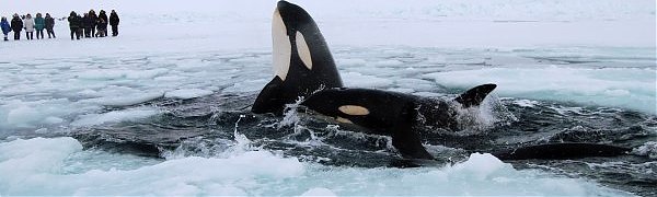 Сахалинские спасатели вызволяют зажатых льдом касаток