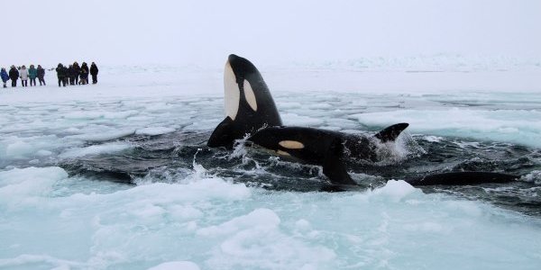 Сахалинские спасатели вызволяют зажатых льдом касаток