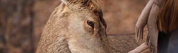 Зверский аппетит: День показательных кормлений пройдёт в зоопарке «Чудесный»