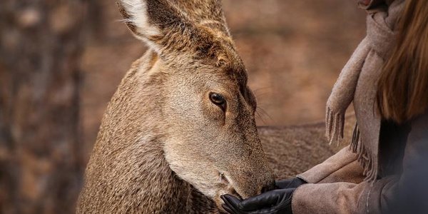 Зверский аппетит: День показательных кормлений пройдёт в зоопарке «Чудесный»