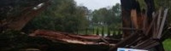 Ураган сломал вековой Дуб мира в Калининградской области