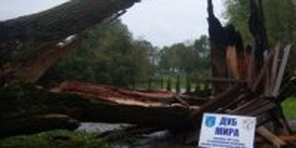 Ураган сломал вековой Дуб мира в Калининградской области