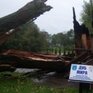 Ураган сломал вековой Дуб мира в Калининградской области