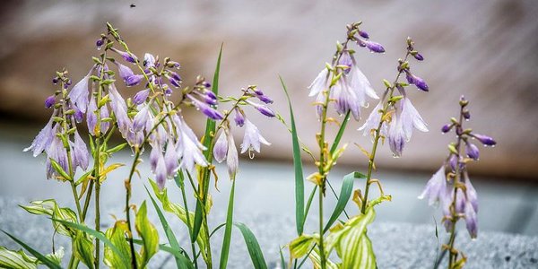 В Приморье вновь пройдут дожди, не исключены ливни с грозами