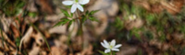 Весна уверенно шагает по Приморью