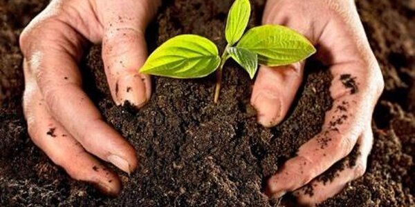 Внимание! В Лесозаводском районе верхний слой почвы переувлажнен