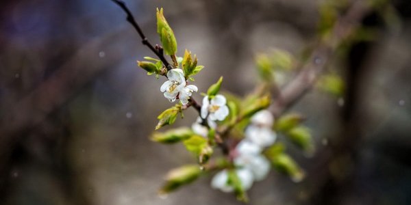 Предстоящей ночью в Приморье пройдут дожди