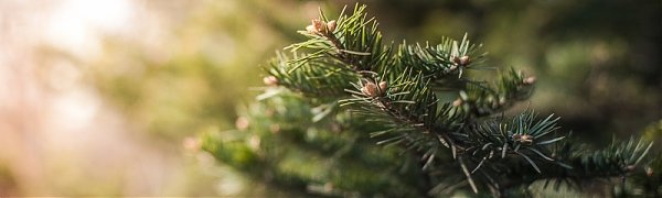 В Приморье действующих лесных пожаров нет