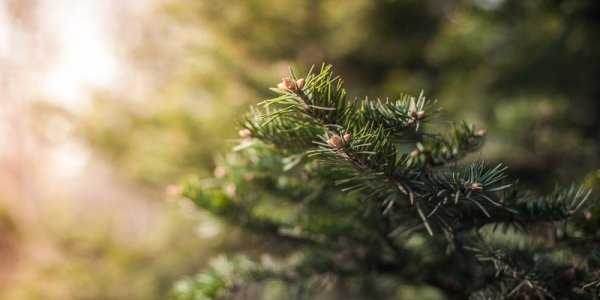 В Приморье действующих лесных пожаров нет