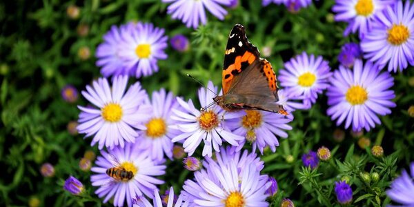 Начало недели в Приморье обещает быть солнечным и тёплым