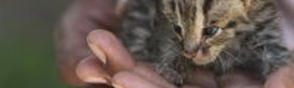 В Камбодже выхаживают леопардов размером с ладонь