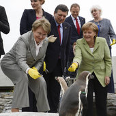 Канцлер Германии взяла шефство над пингвином