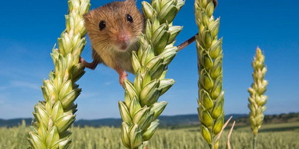 Удивительная жизнь полевых мышей-малюток