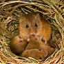Удивительная жизнь полевых мышей-малюток
