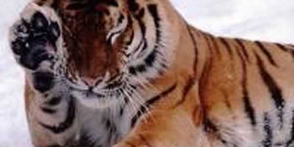 Тринадцать тигров скончались в китайском зоопарке от голода