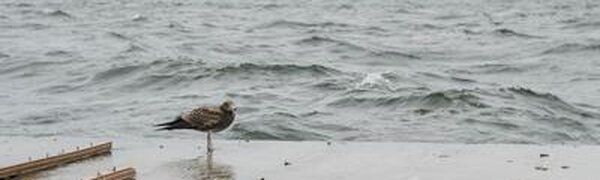 Морозная и ветреная погода в Приморье